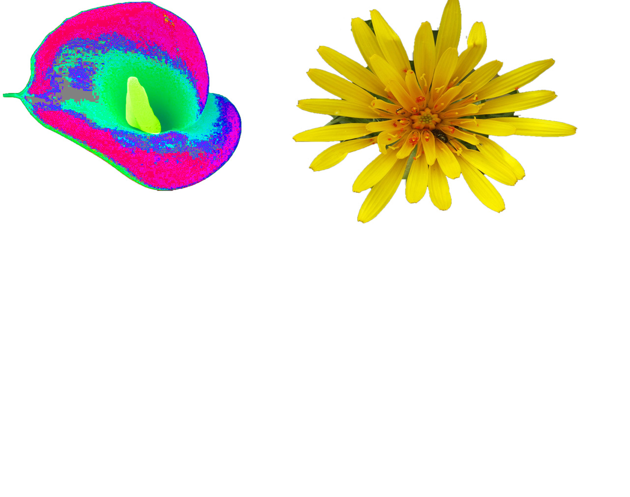 Flower Photoshop Project
